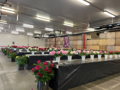 Highlighted image: Nop-Fleur beste pioen op CNB Dutch Peony Days